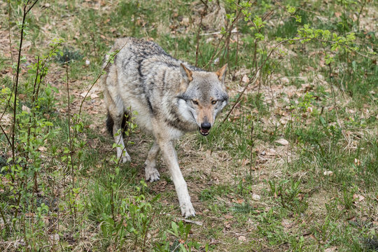 Fototapeta The wolf lurks on prey, looking from the front. European wolf, Europaeischer Wolf, Canis lupus, wolf, CZECH REPUBLIC