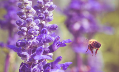 Motion shot of flying bee. It looking for nectar of lavender flower. Close-up and selective focus.