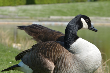 Kanadagans im Park
