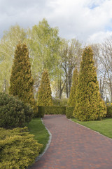 Landscape design, plants and trees. Cedar tree