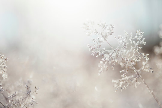 Close up of backlit frost ice crystals on wavy hair-grass (deschampsia flexuosa)