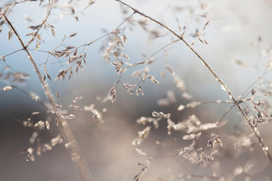Close up of backlit frost ice crystals on wavy hair-grass (deschampsia flexuosa)
