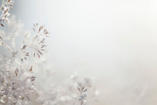 Close up of backlit frost ice crystals on wavy hair-grass (deschampsia flexuosa)
