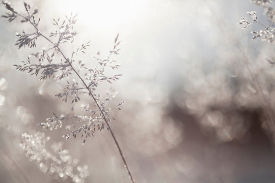 Close up of backlit frost ice crystals on wavy hair-grass (deschampsia flexuosa)
