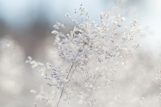 Close up of backlit frost ice crystals on wavy hair-grass (deschampsia flexuosa)
