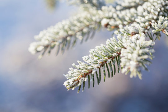 Close up of frost on branch and needles of Norway Spruce (Picea abies)