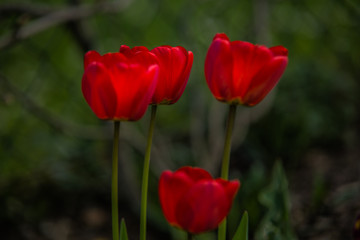 very nice colorful flower garden in spring