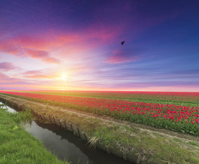 Landscape with tulips, traditional dutch windmills and houses near the canal in Zaanse Schans, Netherlands, Europe