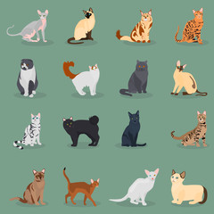 Set of cats breeds color flat icons for web and mobile design