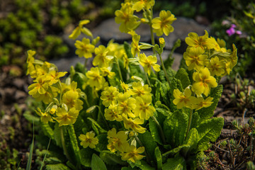 very nice colorful flower garden in spring