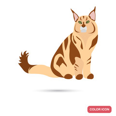Fototapeta na wymiar Main Coon cat breed color flat icon for web and mobile design