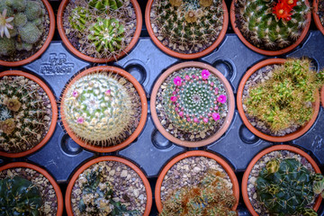 cactus for sale in a street market in Pienza Tuscany
