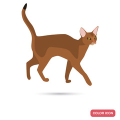 Abyssinian cat breed color flat icon for web and mobile design