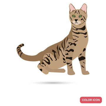 Toiger cat breed color flat icon for web and mobile design