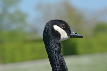 Kanadagans im Park