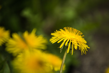 very nice colorful flower garden in spring