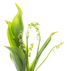 Obraz premium Lily of the valley flowers on white background