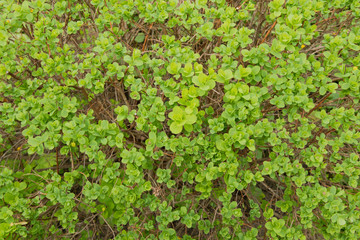 Green leaves on a bush in a bright sunny day