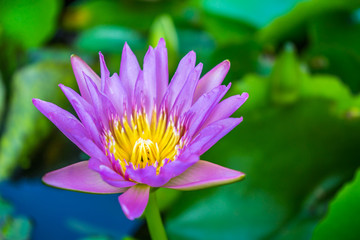 Obraz premium Blooming pink lotus in swamp