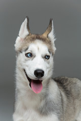Cute husky puppy dog