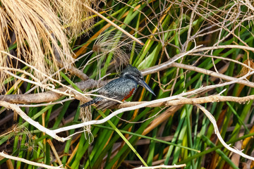 Black kingfisher in ambush.  Naivasha, Kenya