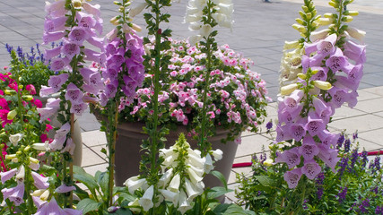 Bell flowers On top of a mountain in a park Ba Na Hills