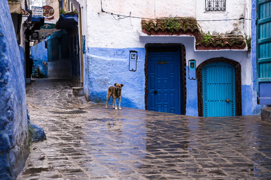 A dog stands on a small square in a blue city in the rain