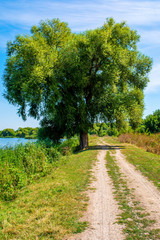 Photo of willow tree near beautiful blue lake with road