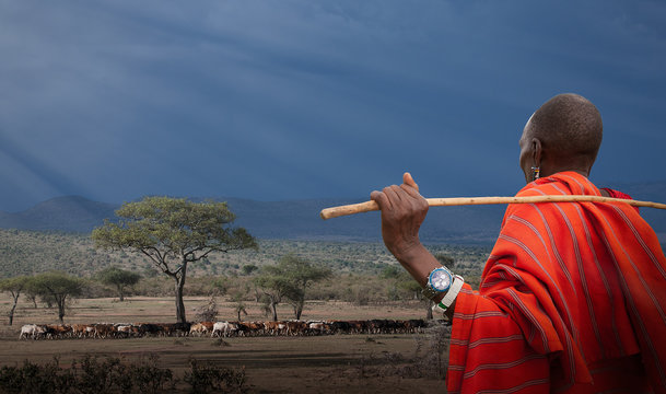 Masai shepherd watching his cows, Masai Mara National Reserve, Kenya