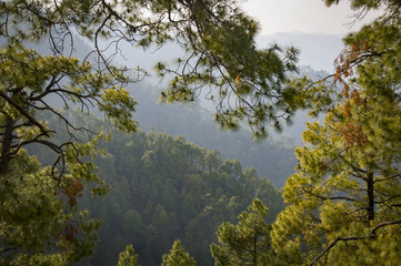 Almora view though the trees