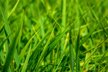 Photo of green grass at summer day