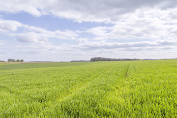 rural landscape at spring time