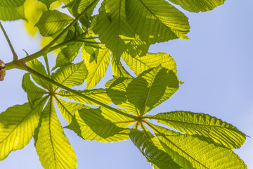 sunny illuminated spring leaves