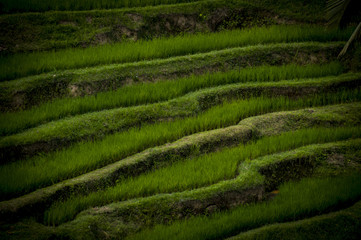 Bali rice terraces