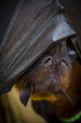 Bat sleeping