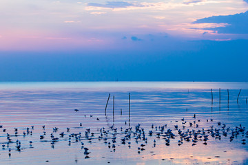 Winter escape Seagulls from Siberia