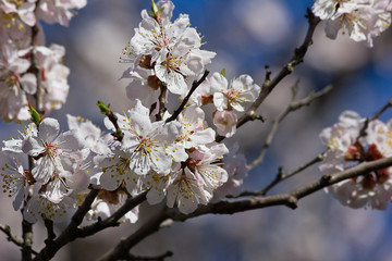 A branch of a blossoming apricot closeup on a sky background