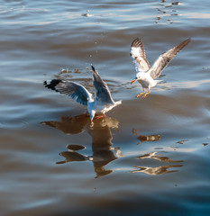 Winter escape Seagulls