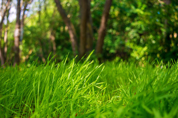 Photo of green grass on the trees background