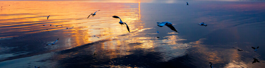 Winter escape Seagulls from Fridge zone and Temperate zone