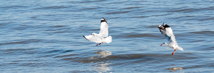 Winter escape Seagulls