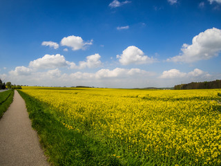 Radweg mit Rapsfeld