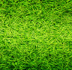 l Grass