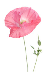 Naklejka premium beautiful single pink poppy isolated on white
