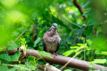 Spotted necked Dove catch on beanch