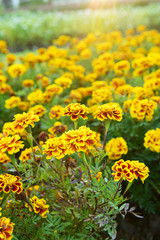 yellow marigold in the garden
