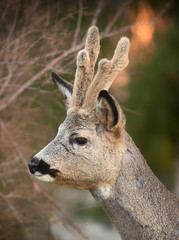 Roe deer