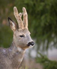  Roe deer