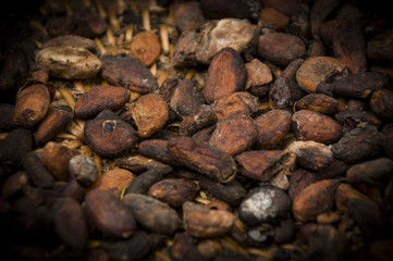 Cocoa