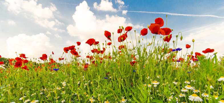 Summer happiness: meadow with red poppies :) © doris oberfrank-list